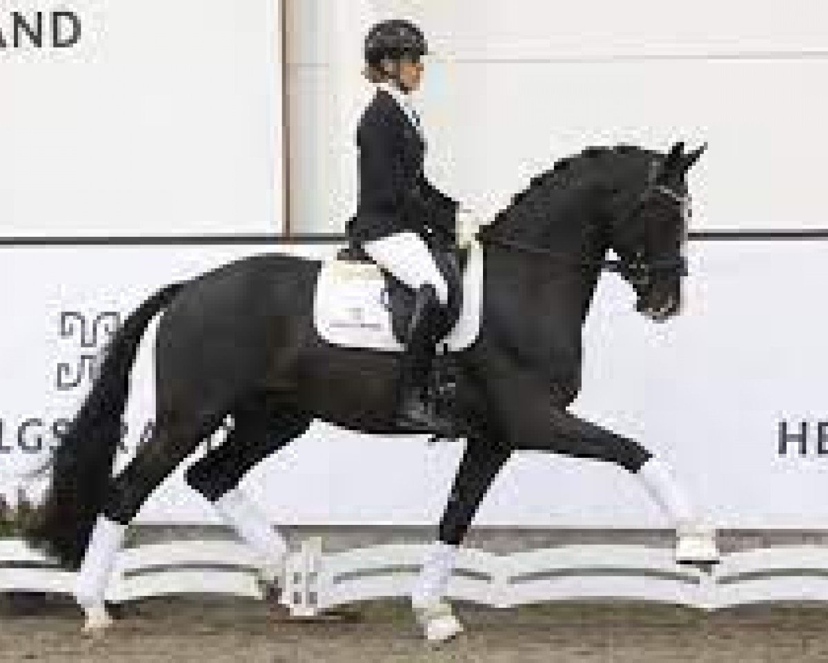 stallion Jagger (Oldenburg, 2020, from Jameson RS2)