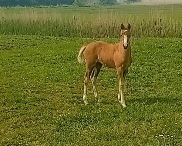 horse Gucci-Girl vom Haimoordeich (German Riding Pony, 2024, from Painted Desert)