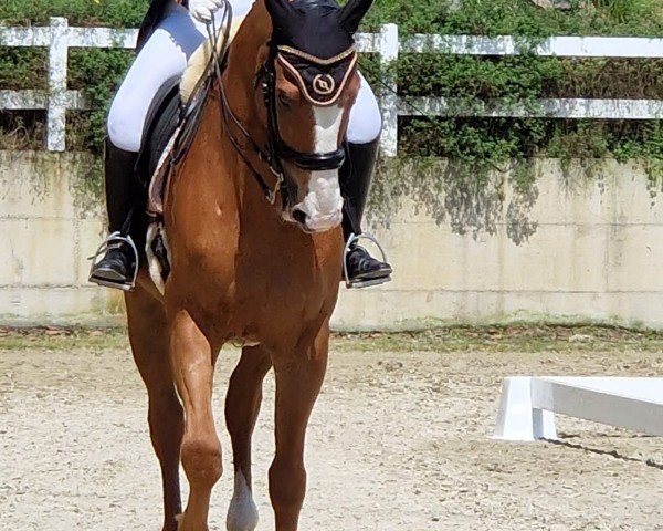 dressage horse Daddy´s Dream (Bavarian, 2009, from Daddy Cool)
