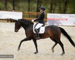 broodmare Skyfall's Fridla (Oldenburg, 2017, from For Dance)