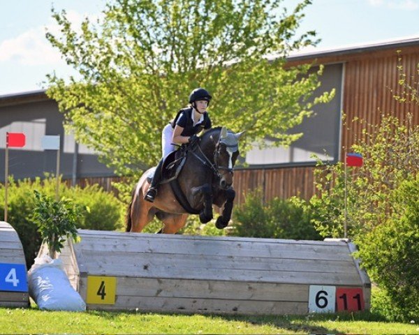 dressage horse Gortmore Grace (Irish Sport Horse, 2017, from Funambule II)