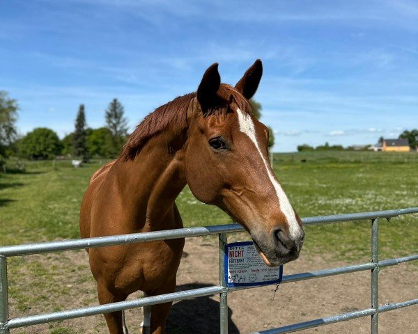 dressage horse Pepe 305 (Trakehner, 2009, from Dramatiker)