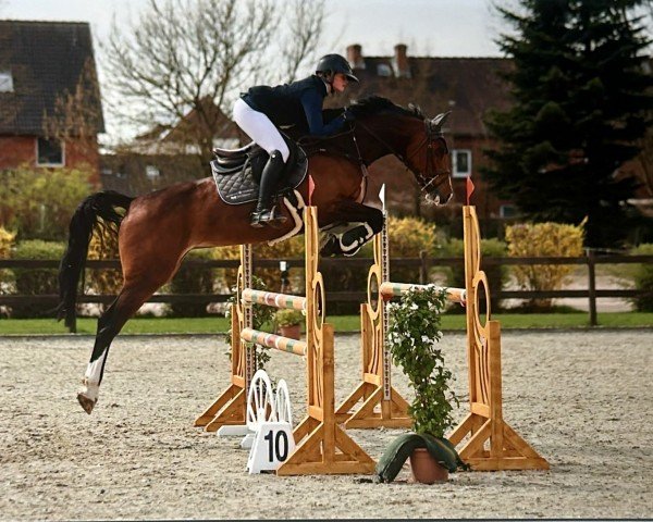 jumper Livera 4 (Holsteiner, 2018, from Quibery 3) jumper Livera 4 (Holsteiner, 2018, from Quibery 3)