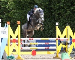 jumper Liroy 32 (Holsteiner, 2016, from Livello)