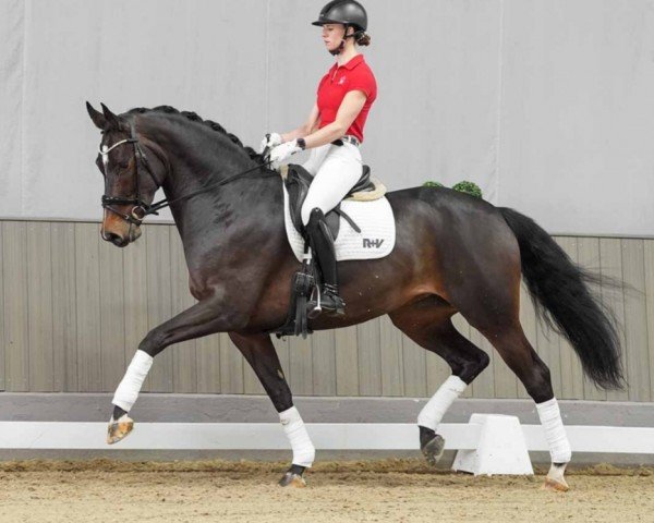 Dressurpferd Fantasie 328 (Hannoveraner, 2018, von Fürstenball)