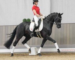 Cavallo da Dressage Freixenet (Westfale, 2020, di Fürst Samarant)