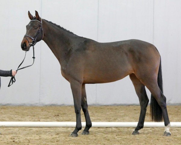 horse Caty Perry K (Westphalian, 2018, from Comme Prevu)