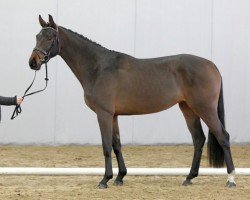 Pferd Caty Perry K (Westfale, 2018, von Comme Prevu)