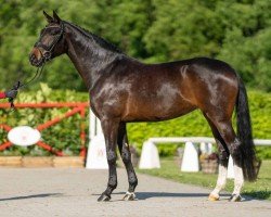 horse Sue Perdupa (Rhinelander, 2019, from Secret)