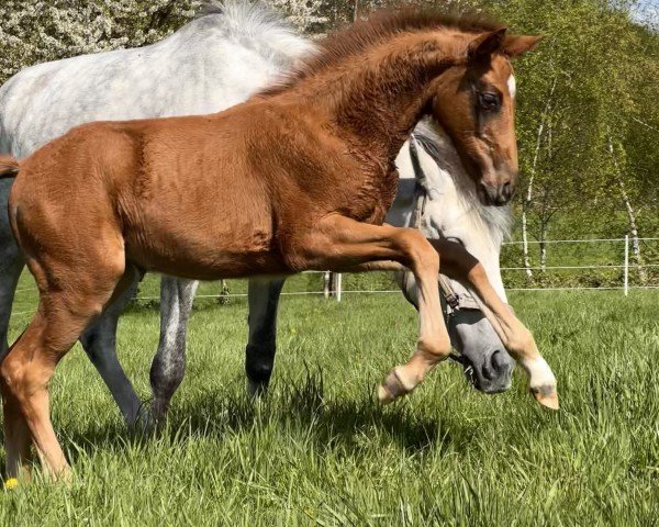 Pferd Caprice de la Vie Z (Zangersheide Reitpferd, 2023, von Colorit)