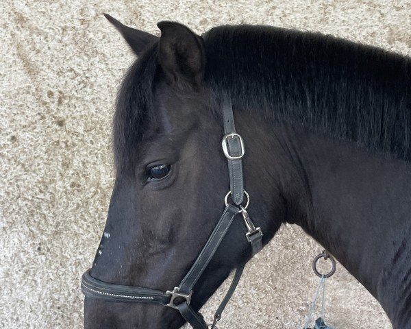 Dressurpferd Napoleon 474 (Deutsches Reitpony, 2011, von Bünteeichen-Nicato) Dressurpferd Napoleon 474 (Deutsches Reitpony, 2011, von Bünteeichen-Nicato)