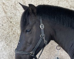 Dressurpferd Napoleon 474 (Deutsches Reitpony, 2011, von Bünteeichen-Nicato)