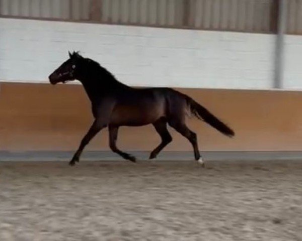 Deckhengst Phantom (KWPN (Niederländisches Warmblut), 2020)