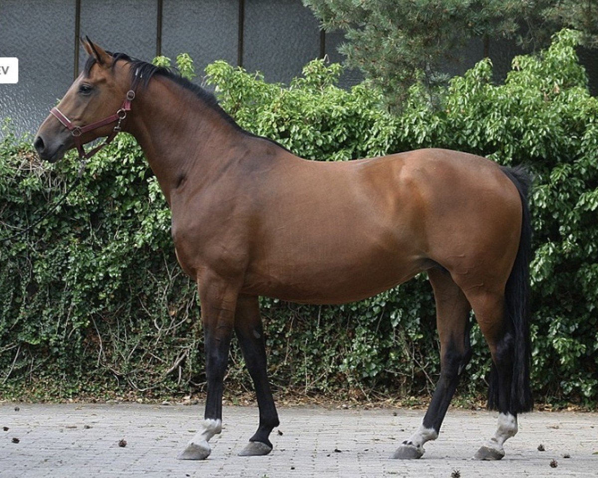 broodmare Wynora (Hanoverian, 2000, from Wolkentanz II)