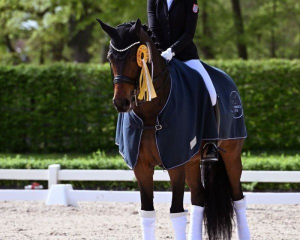 dressage horse Flair Magic (Hanoverian, 2015, from Fantastic)