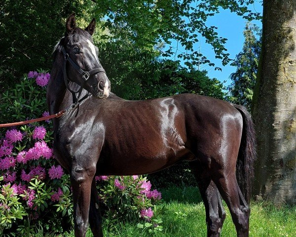 horse Talisman (Westphalian, 2022, from Taurus)