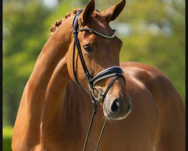 dressage horse Dein Glück S (Hanoverian, 2019, from Don Martillo)