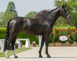dressage horse Easy Game 11 (Hanoverian, 2020, from Escamillo)