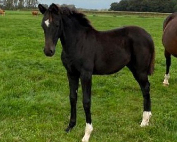 horse Crispy hot Chocolate (Oldenburg, 2023, from Sir Donnerhall I)