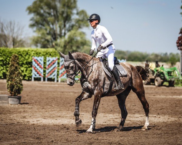 jumper Bella Donna T (Oldenburg show jumper, 2019, from Charleston)