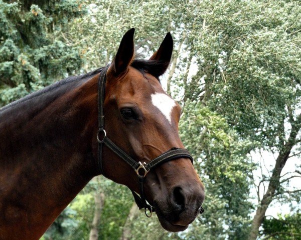 broodmare Bali (Oldenburg, 2001, from Acobat II)