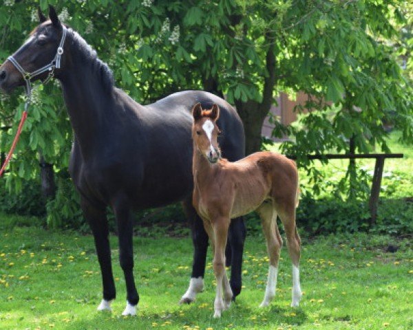 horse Dondolo (Oldenburg, 2017, from Don Deluxe)