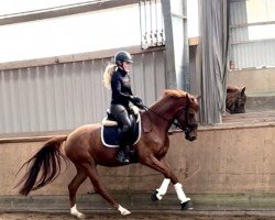dressage horse Bella Ciao (Westphalian, 2020, from Belissimo NRW)