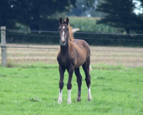 Pferd Belmondo (Oldenburger, 2021, von Bonds)