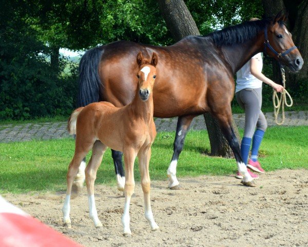 Pferd Sebastiano (Oldenburger, 2022, von Sir Donnerhall I)
