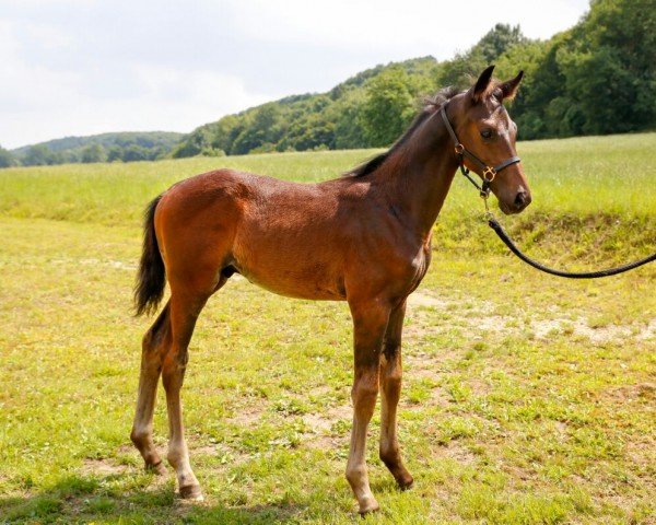 dressage horse Fauntleroy 12 (Westphalian, 2017, from For Dance)