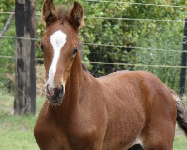 horse Cascali (Oldenburg show jumper, 2020, from Cascadello)