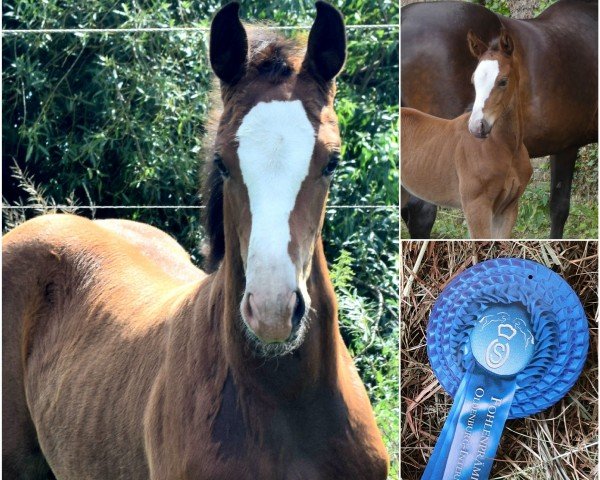 horse Bellatrix (Oldenburg show jumper, 2021, from Sandro Junior)