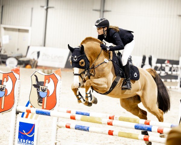 horse O' Gust VDM (Belgian Warmblood, 2014, from Fantomas de Muze)