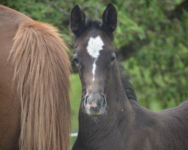horse Magic Power CH (Swiss Warmblood, 2024, from Diacontinus)