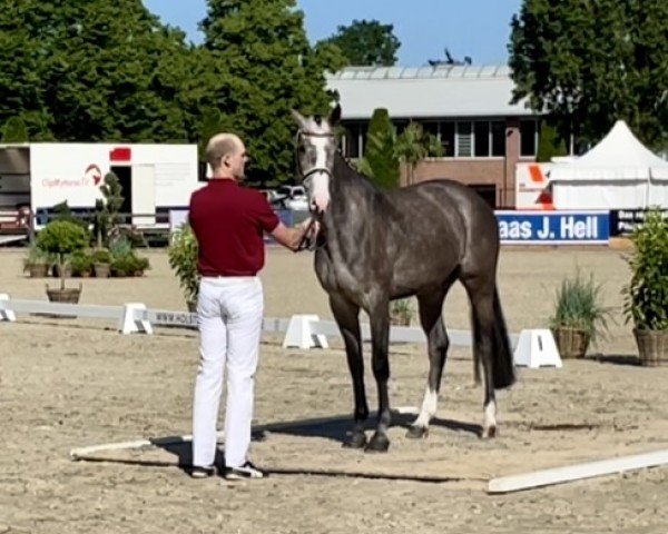 broodmare Mirella (Holsteiner, 2019, from Casall Ask)
