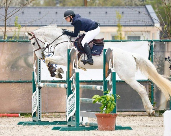 broodmare Alita (Holsteiner, 2008, from Cassin 2)