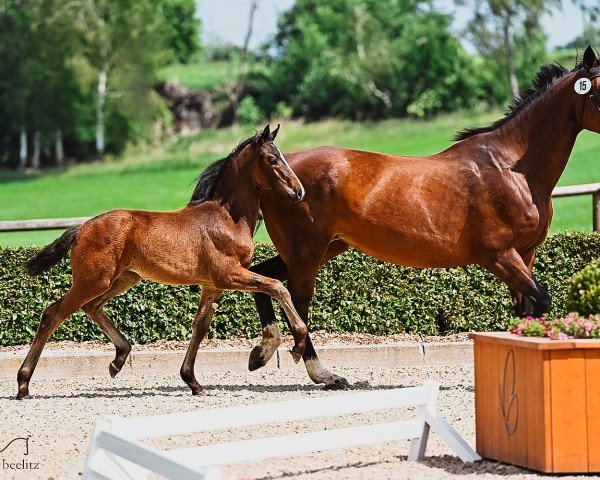 horse Stute von Total Diamond PS / Fürstenball (Hanoverian, 2022, from Total Diamond PS)