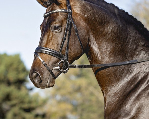Dressurpferd Privatier (Trakehner, 2018, von Helium)