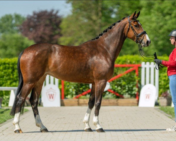 Springpferd Zakaria V (Westfale, 2020, von Zinedine)