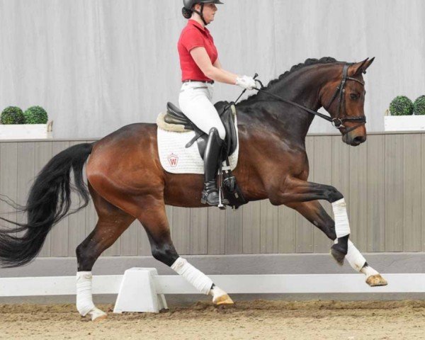 horse Zoomanji (Westphalian, 2020, from Zoom)