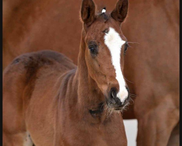 horse Grande Dame (Hanoverian, 2024, from Global Player OLD)