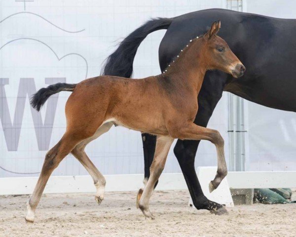 horse Elena (Westphalian, 2024, from Extra Gold)