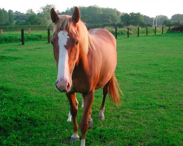 broodmare Gipsy des Mesnils (Selle Français, 1994, from Laudanum xx) broodmare Gipsy des Mesnils (Selle Français, 1994, from Laudanum xx)