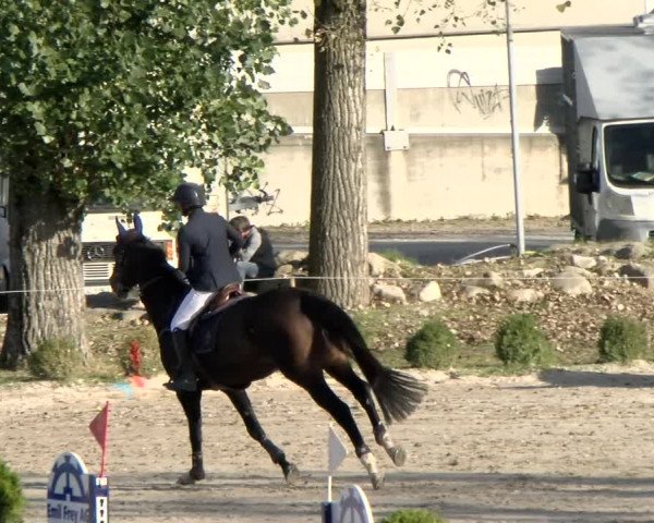 Basler Pferdesporttage Schänzli 2021