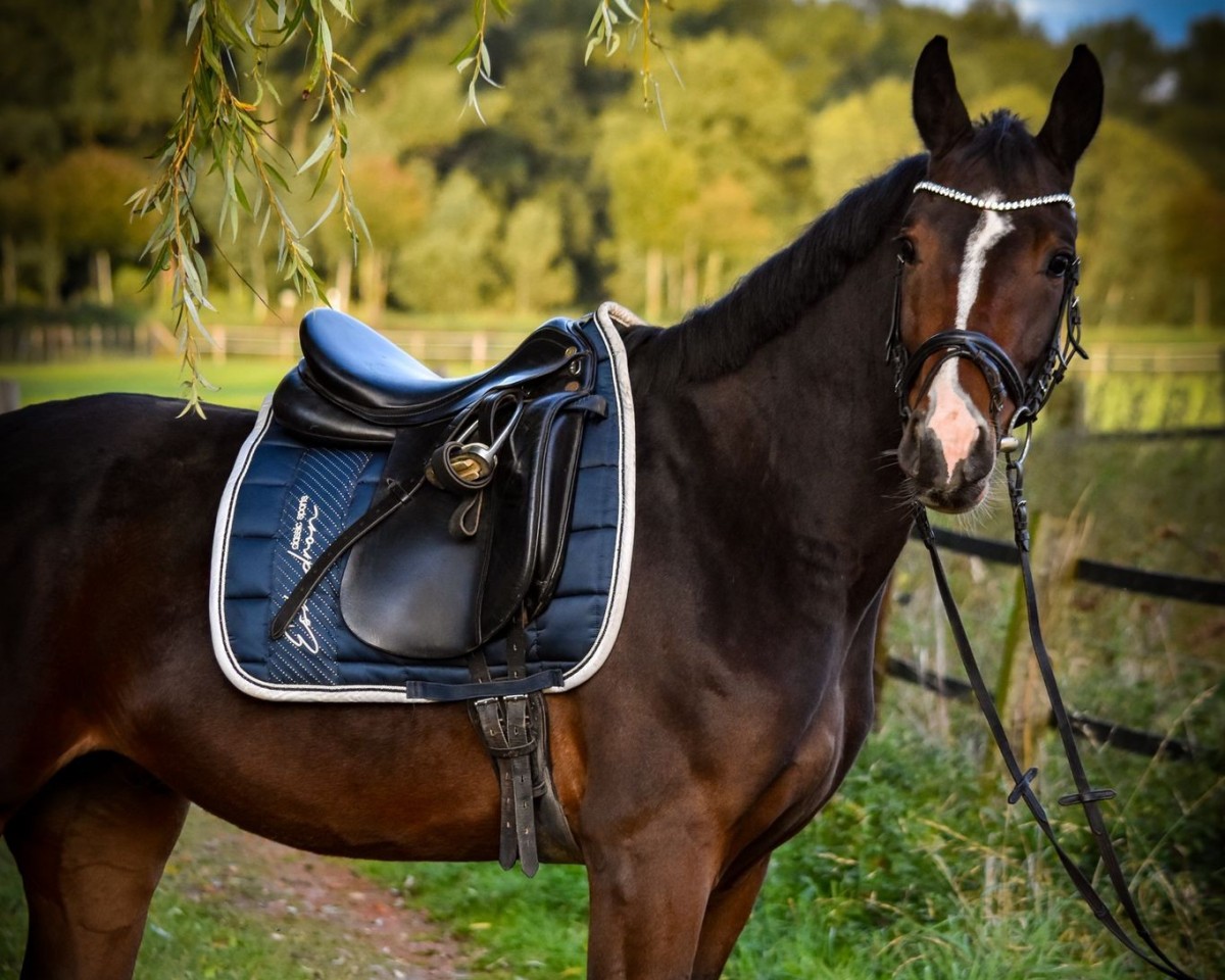 Cavallo da salto Dejavue Z (Westfale, 2018, di Dibadu L)