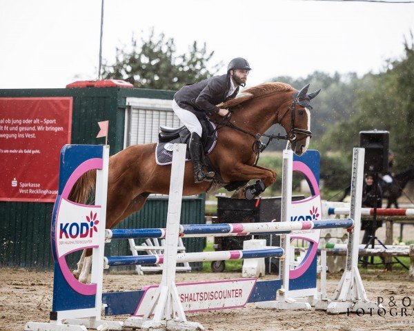 jumper Balou 149 (Polish Warmblood, 1998)
