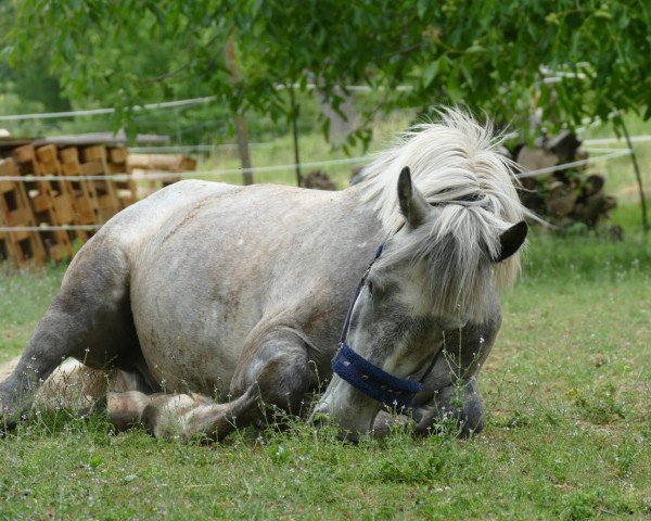 Kůň Buster 2 (Maďarský sportovní kůň, 2017)