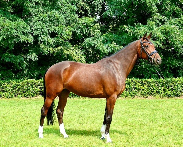 horse Casino Schnecke CH (Westphalian, 2016, from Casino Grande)