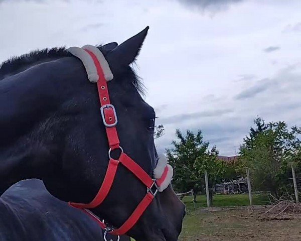 Video of Edostella