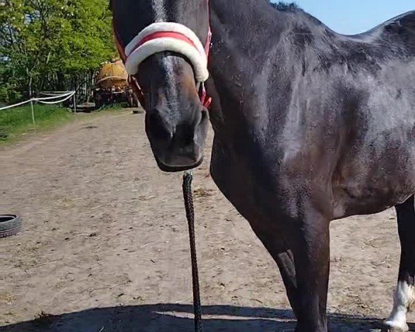 Video of Edostella